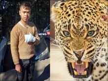 Leopard Attack: शिमला में तेंदुए का आतंक, युवक पर किया हमला