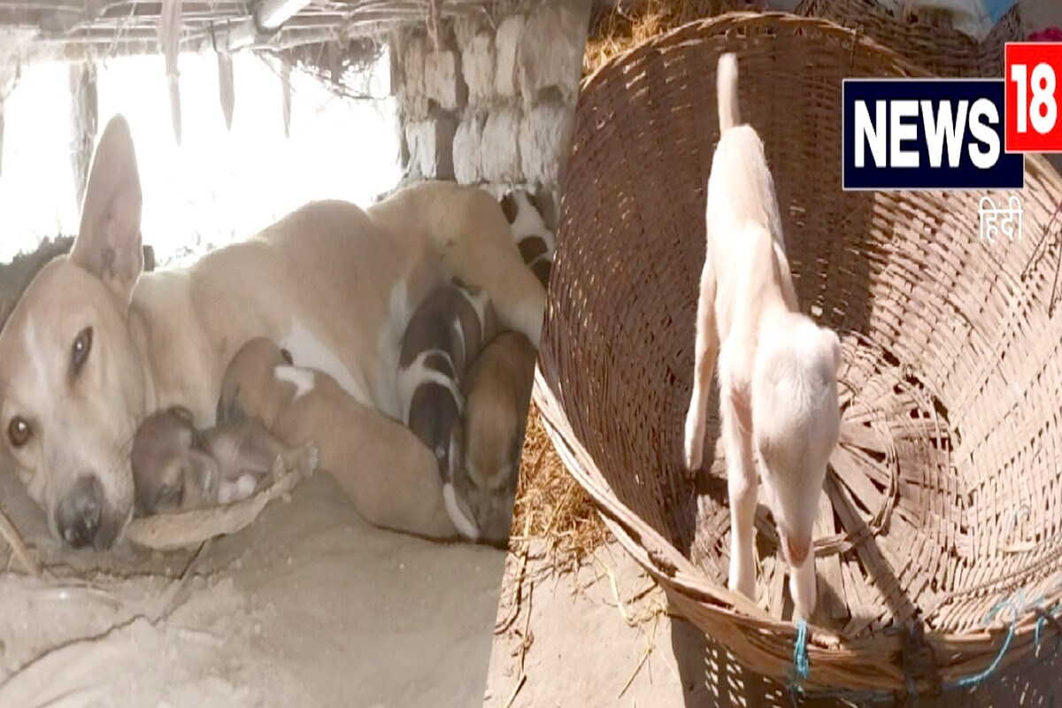 बिहार के इस गांव में अजीबोगरीब मामला, बकरी जैसा पैदा हुआ कुत्ते का बच्चा,  Video