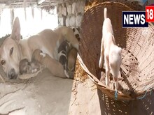 Video: 'बकरी' जैसा पैदा हुआ कुत्ते का बच्चा, बिहार में अजीबोगरीब मामला