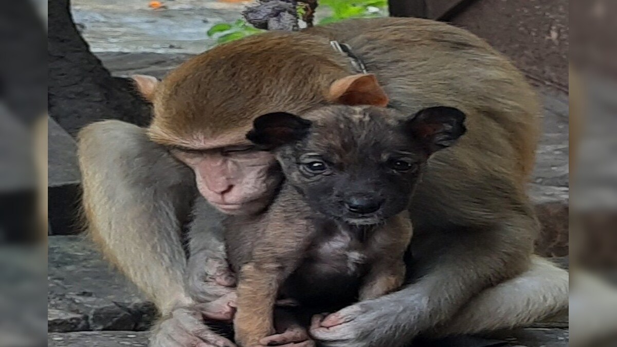 Saharanpur: बंदरिया और कुत्ते की अनोखी दोस्ती दोनों के बीच मां-बेटे जैसा प्यार