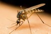 मच्छर मारने के लिए इन नेचुरल चीजों का करें इस्तेमाल, समस्या से मिलेगी निजात