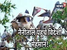 साइबेरियन मेहमानों ने नैनीताल में डाला डेरा, सुरक्षा के लिये वन विभाग तैयार