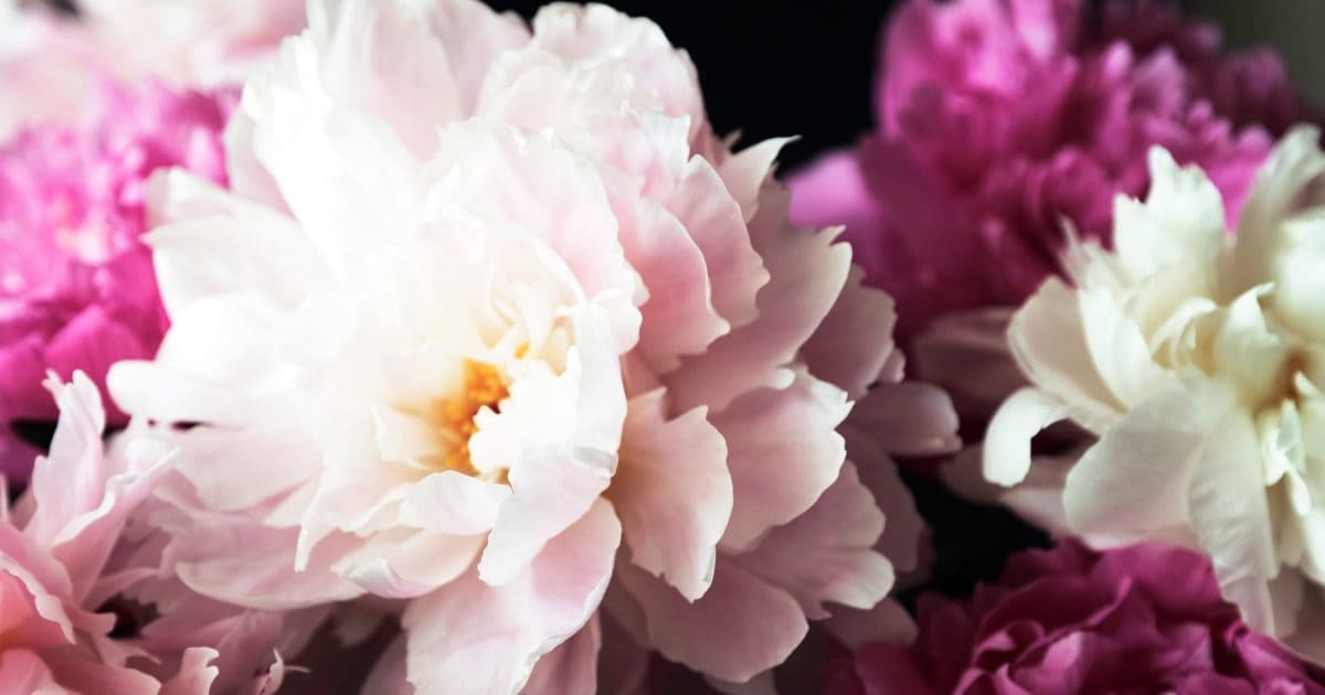 शादी में आ रही है बाधा तो घर की इस दिशा में लगाएं ये फूल, जल्द मिलेगी