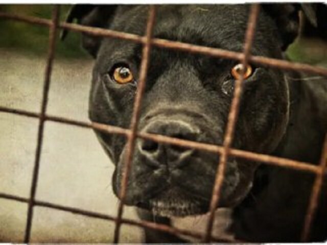 पिटबुल ने बच्चे पर किया हमला, 12 साल का ओसंत ट्रॉमा सेंटर में भर्ती