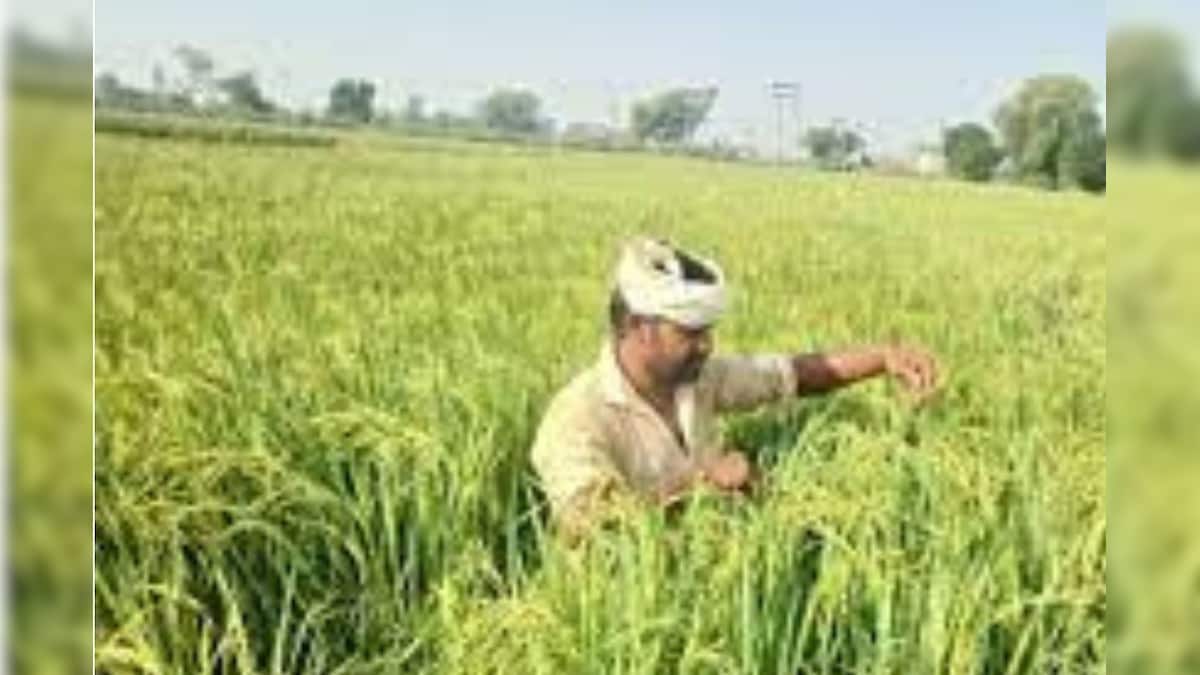 किसानों पंजाब के किसानों को मिलेगी ये बड़ी सुविधा करनी होगी सिर्फ एक फोन कॉल