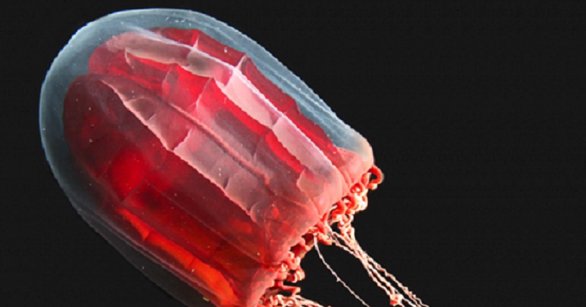 World Jellyfish Day ना दिल ना दिमाग ना हड्डी, उम्र में डायनासौर से