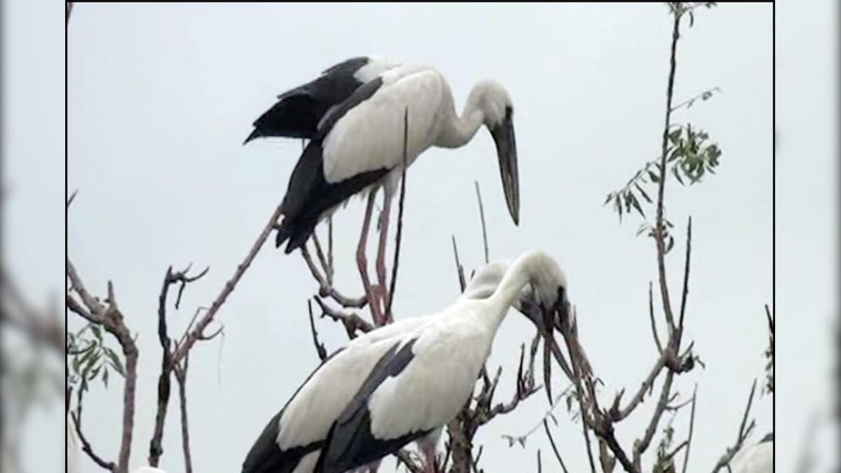 उत्तर प्रदेश के राज्य पक्षी सारस की आबादी पर जलवायु परिवर्तन से बड़ा संकट