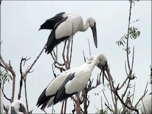 उत्तर प्रदेश के राज्य पक्षी सारस की आबादी पर जलवायु परिवर्तन से बड़ा संकट