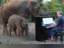 VIDEO: पियानो की धुन पर ठहर जाता है हाथी, बच्चे के साथ संगीत का उठाया लुत्फ