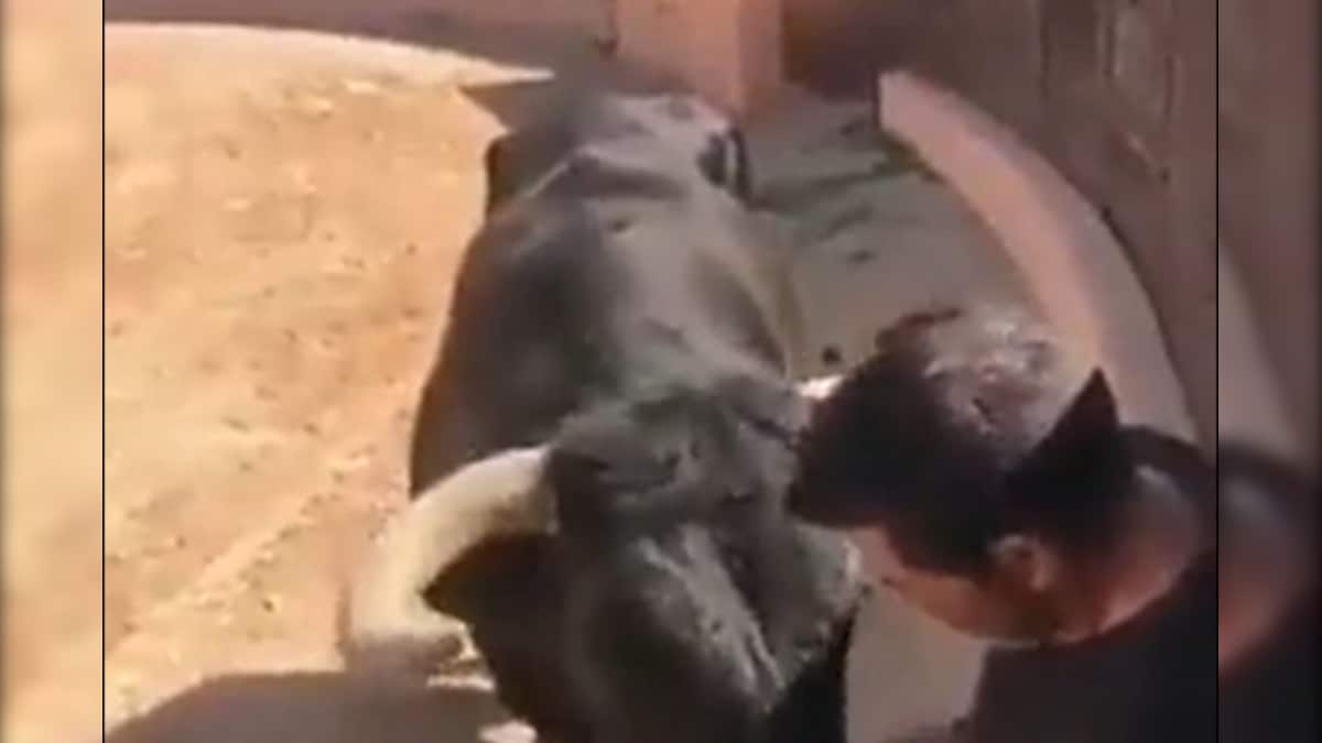 VIDEO: कम ही देखने को मिलती है सांड की शालीनता आदमी के हाथ से खाना खाया और चल दिया पीछे
