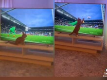 VIDEO:TV में फुटबॉल मैच देख गेंद पकड़ने उछली बिल्ली, किटी की हरकत देख हंसे लोग