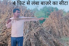Churu: किसान ने किया कमाल, देसी बाजरे का 4 फीट 4 इंच लंबा सिट्टा उगाया, देखें कैसे उपज हुई दोगुनी