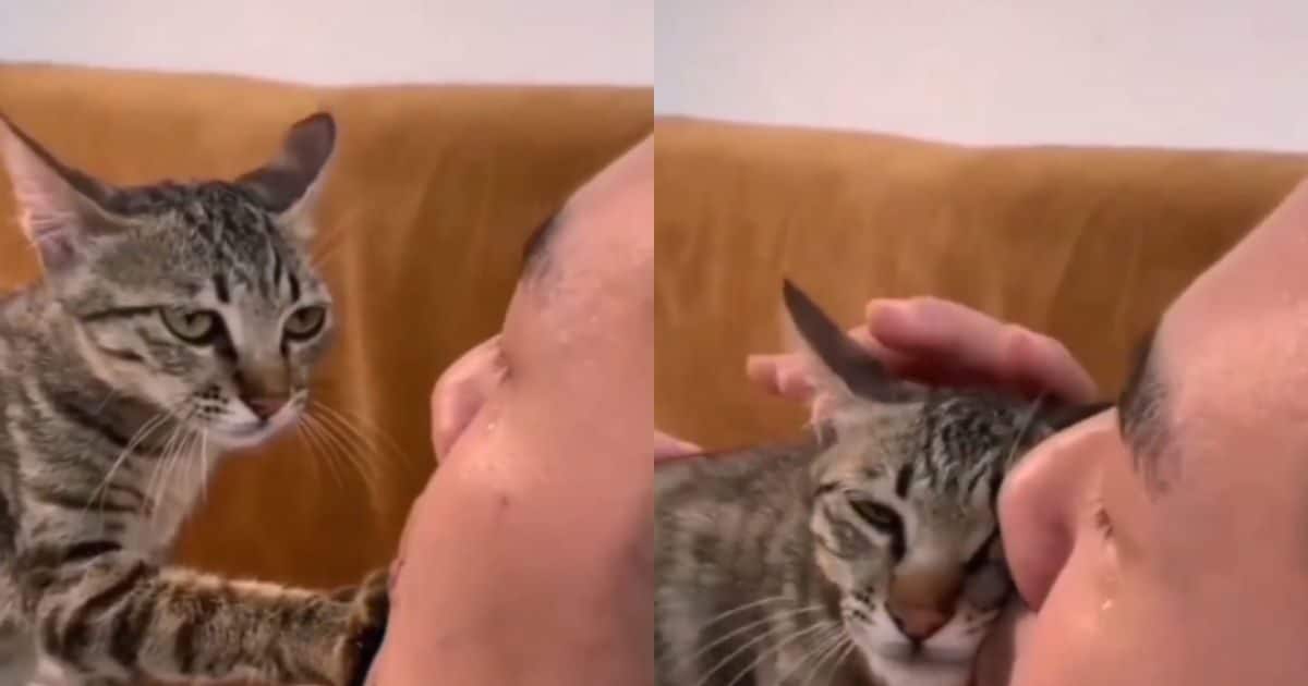 cat consoling man video