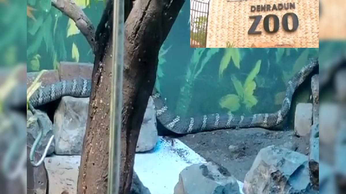 सांप की तस्करी: देहरादून जू से चोरी हुआ किंग कोबरा पहुंच गया मध्य प्रदेश! समझिये पूरा मामला