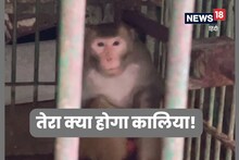 OMG! यह बंदर है 'कालिया', इसकी बेल खारिज हुई तो बरकरार रहेगी उम्रकैद, इसकी डरावनी कहानी जानिए