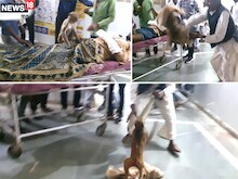 बस में बैठकर आया बंदर: अस्पताल में जमकर मचाया हुड़दंग, मरीज की छाती पर चढ़ा