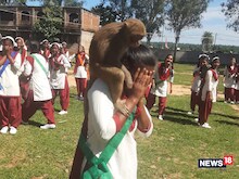 हजारीबाग के इस स्कूल में हर रोज क्लास अटेंड करने आता है ये बंदर, देखें VIDEO