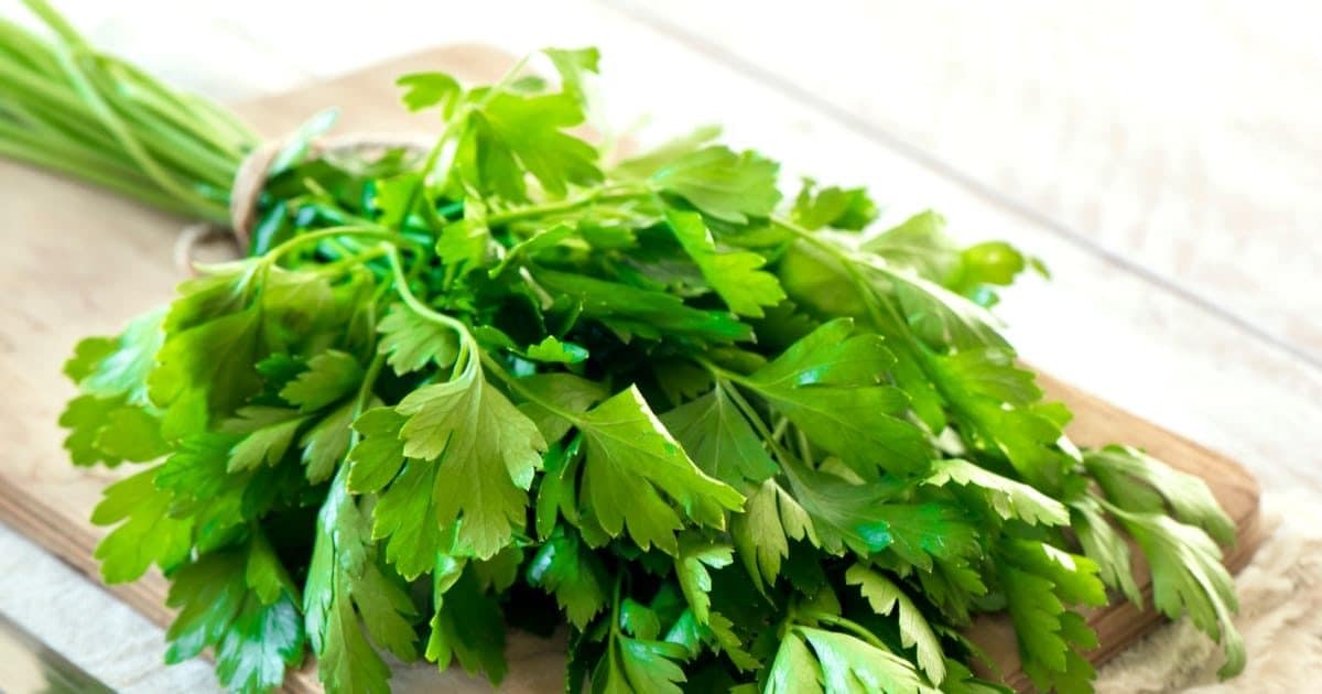 अजमोद के सेवन से होते हैं ये बेहतरीन लाभ, पिएं इसकी चाय भी, इस तरह