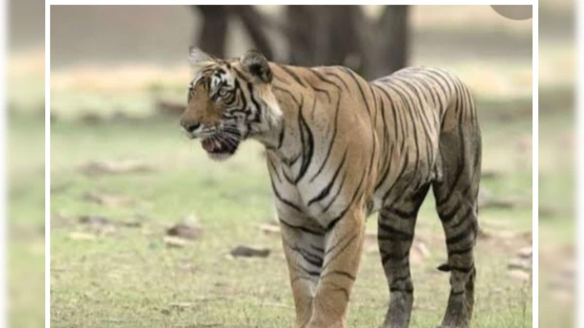 Sawai Madhopur: टाइगर टी-136 को मिला नया आशियाना जानें कैसा कैलादेवी अभयारण्य तक का सफर
