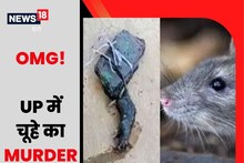 OMG! चूहे की हत्या पर बवाल! पहले बदायूं में FIR फिर बरेली में चूहे का पोस्टमार्टम, क्या है मामला?