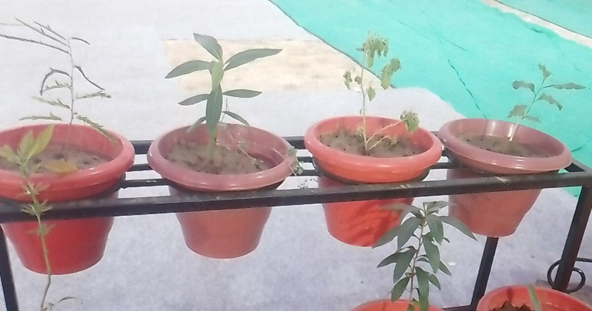 अपने घर में लगाएं ये खास पौधे, बीमारियां रहेंगी दूर, यहां पढ़िए सेहत से