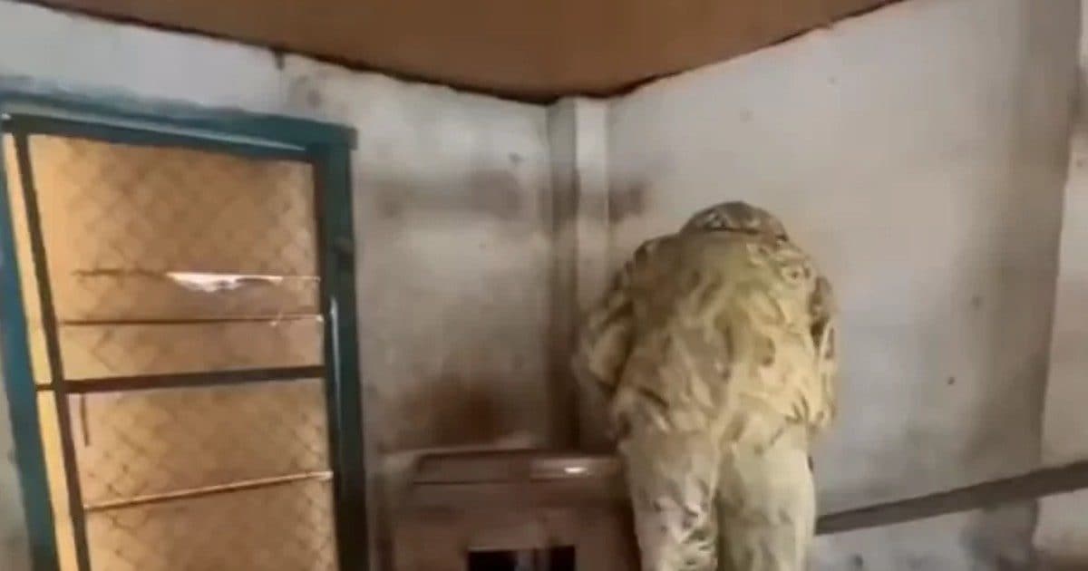 VIDEO: रूसी सैनिक की खेरसॉन में चोरी पकड़ी गई, देखें जाते-जाते चिड़ियाघर से क्‍या-क्‍या चुरा ले गए