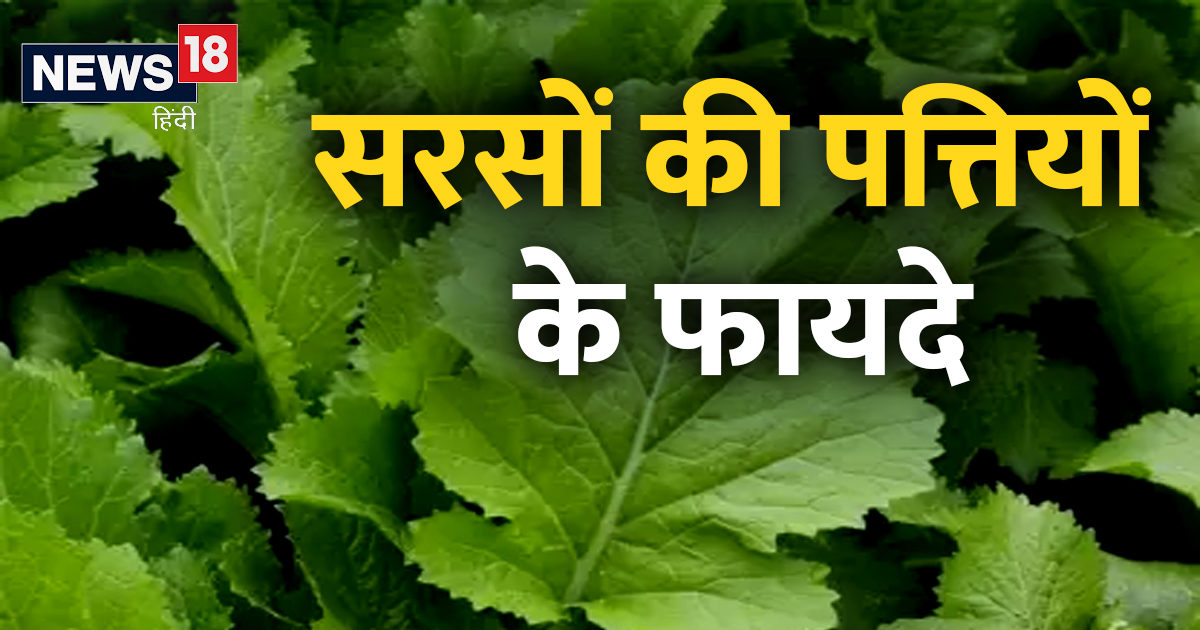 Vitamin K से भरपूर सरसों के पत्ते दिल, आंखों को रखे हेल्दी, जानें इन