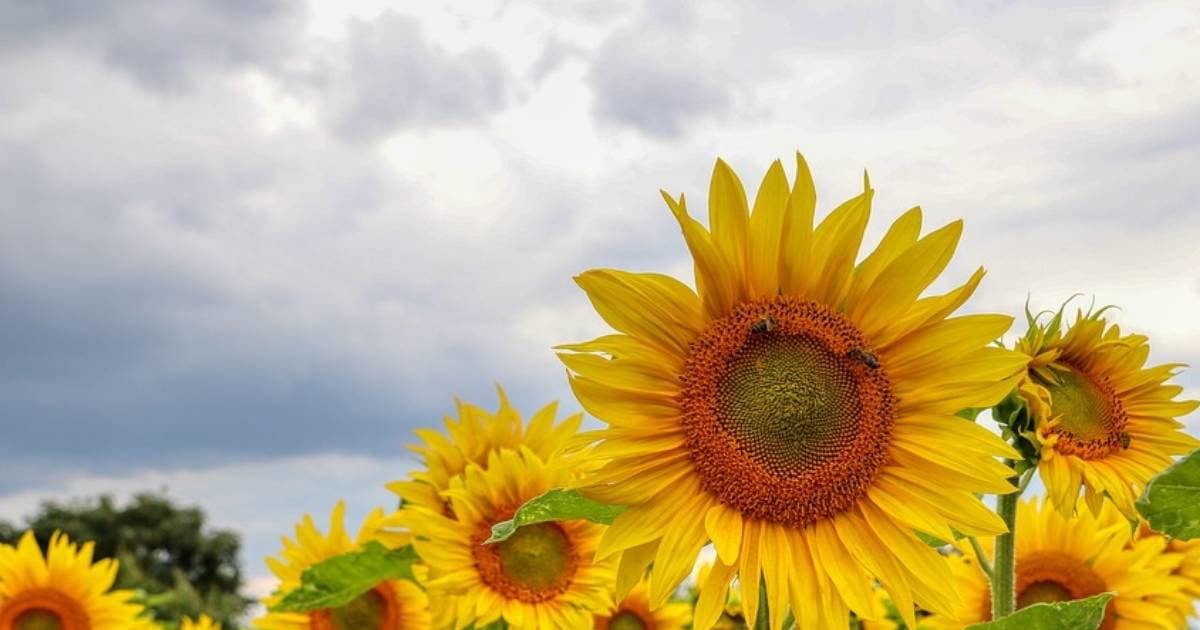 सूर्य की ओर ही क्यों मुंह किए रहते हैं सूरजमुखी के फूल? पूरे दिन घूमती