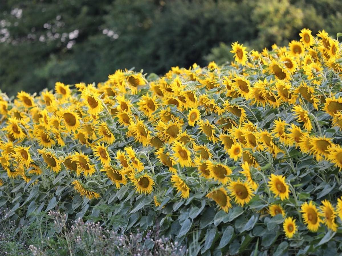 सूर्य की ओर ही क्यों मुंह किए रहते हैं सूरजमुखी के फूल? पूरे दिन घूमती