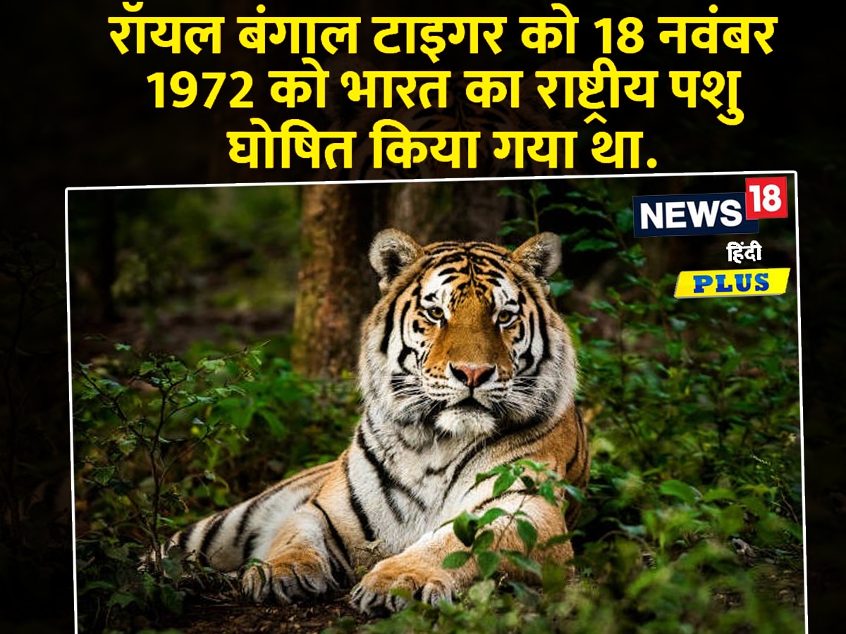 दास्तान-गो : मध्य प्रदेश का बाघ जब गुजरात तक गया और वहां मरकर भी अपने  पुरखों के क़िस्से ज़िंदा कर गया! - daastaan go a tiger s tale on the day  when