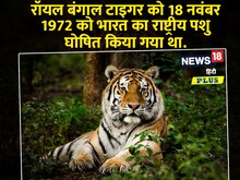 दास्तान-गो: मप्र का बाघ जब गुजरात तक गया और अपने पुरखों के क़िस्से ज़िंदा कर गया