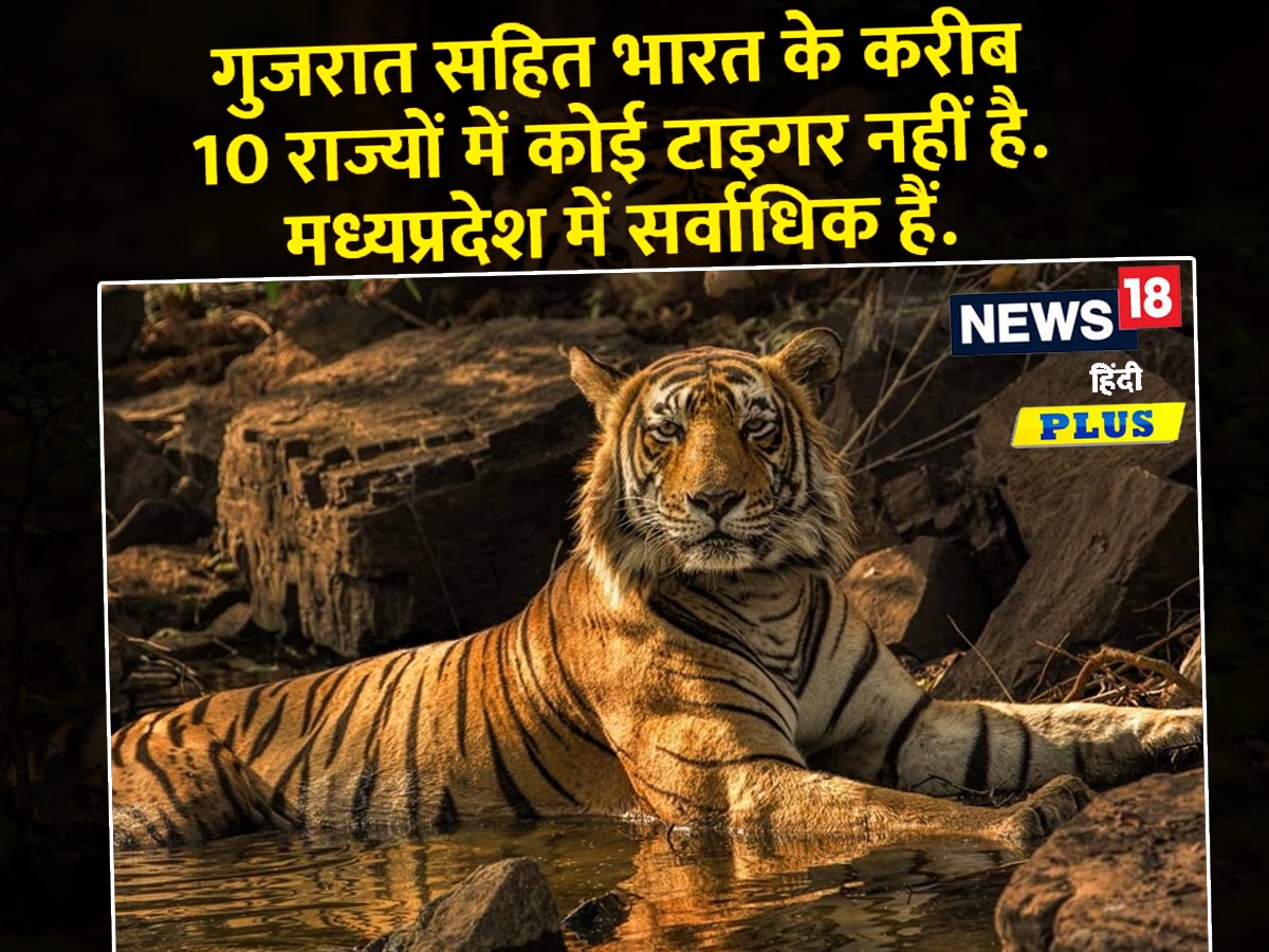 दास्तान-गो : मध्य प्रदेश का बाघ जब गुजरात तक गया और वहां मरकर भी अपने पुरखों के क़िस्से ज़िंदा कर गया! - daastaan go a tiger s tale on the day when दास्तान-गो : मध्य प्रदेश का बाघ जब गुजरात तक गया और वहां मरकर भी अपने पुरखों के क़िस्से ज़िंदा कर गया! - daastaan go a tiger s tale on the day when