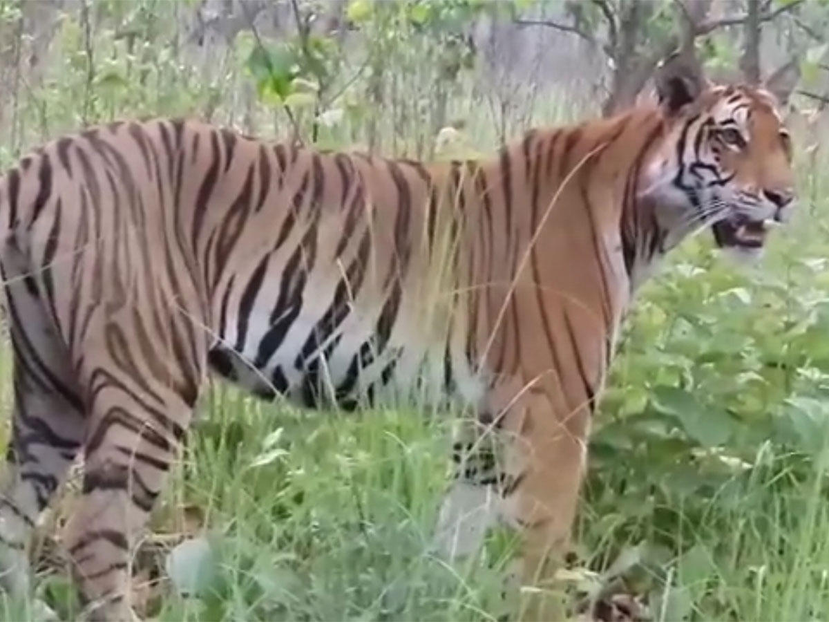 Dudhwa Tiger Reserve: पिंजरे में कैद हुआ आतंक का पर्याय बना टाइगर 