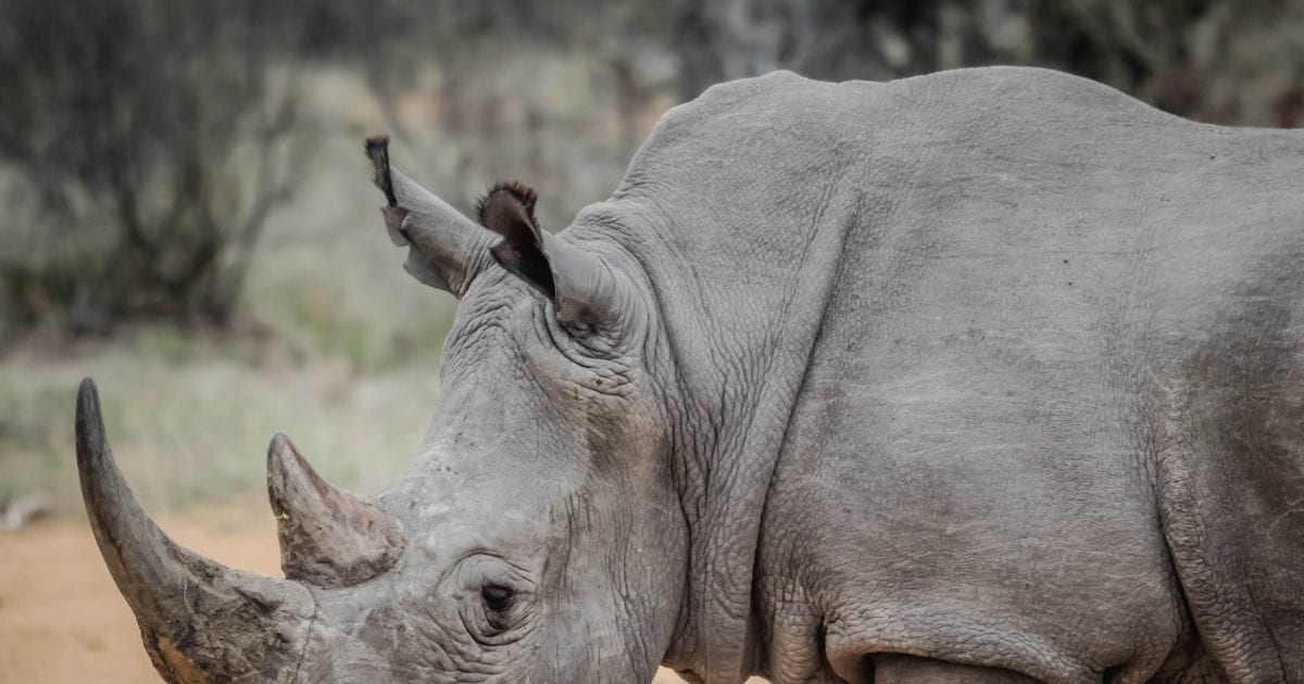 समय के साथ छोटी क्यों होती जा रही है गैंडों की सींघ? शोधकर्ताओं ने किया
