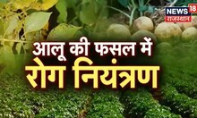 Annadata | आलू की उन्नत खेती करके किसान कमाएं अधिक आमदनी, जानिए कैसे करें रोग नियंत्रण | Latest News