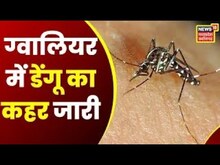 Gwalior News : 700 से अधिक मरीज Dengue की चपेट में, GRMC की जांच रिपोर्ट में हुई पुष्टि | Hindi News