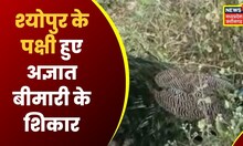 Sheopur : अज्ञात बीमारी से 6 पक्षियों की मौत, शवों का Post Mortem के लिए भेजा | Latest Hindi News