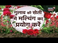 Annadata | Rose Farming से होगी अच्छी आमदनी, जानिए कैसे करें गुलाब के पौधों की देखरेख | Agriculture