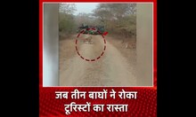 जब तीन बाघों ने जंगल में रोका टूरिस्टों का रास्ता | Hindi News | #shorts