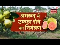 Amrud Ki Kheti। जानिए अमरूद में उकठा रोग से बचने के उपाय। Annadata | Guava Cultivation | Farming