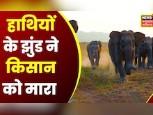 Chhattisgarh News : Gariaband में धान की रखवाली कर रहे किसान को हाथियों ने मारा | Latest Hindi News