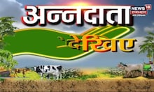 Annadata | आम के बागों की कैसे करें देखभाल, देखिए कीट नियंत्रण के विषेश उपाय और विशेषज्ञ की सलाह