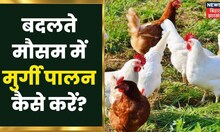 Farming: बदलते मौसम में मुर्गी पालन से जुड़ी तकनीकी जानकारियां | Chicken Farming | Annadata Show