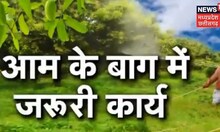 Annadata | आम के बाग से अधिक उत्पादन लेने का तरीका | News18 MP Chhattisgarh