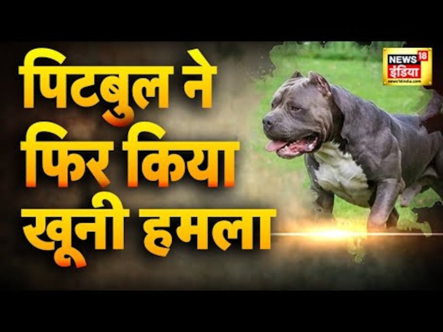 पिटबुल ने फिर किया ख़ूनी हमला Latest Dog Attack Hindi News 17 December News18 हिंदी