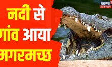 Rajasthan News : नदी से निकल गांव आया मगरमच्छ, मची अफरा-तफरी । Latest Hindi News