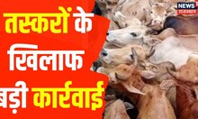 Rajasthan News : पशु तस्करों के खिलाफ बड़ी कार्रवाई, पुलिस ने 2 तस्करों को किया गिरफ्तार। Hindi News
