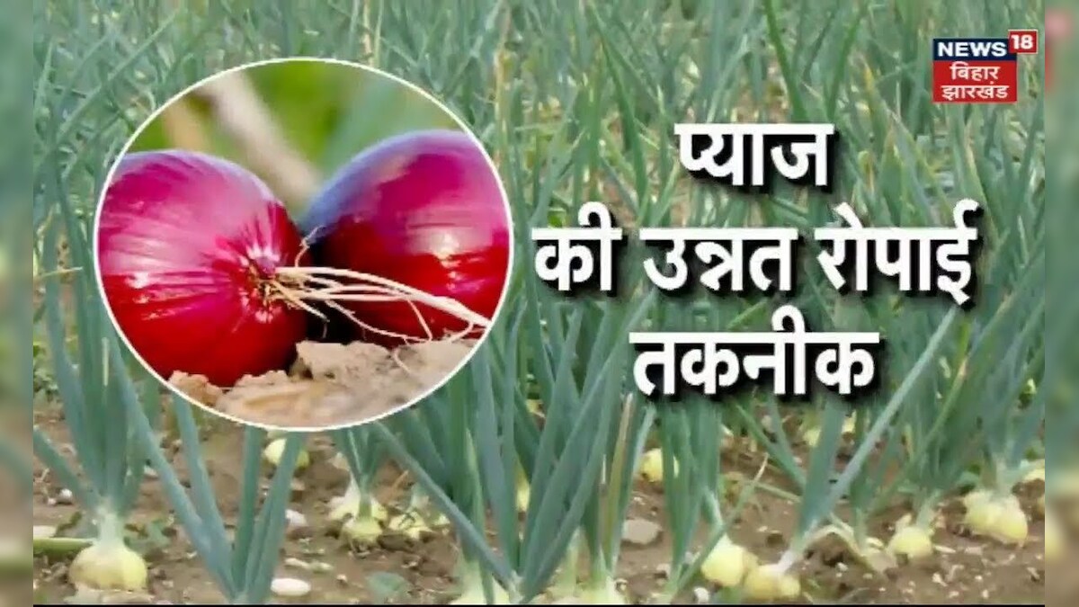 Onion Farming प्याज की उन्नत रोपाई तकनीक पर जानकारी Annadata