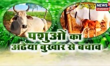 Annadata | अढैया बुखार से पशुओं का कैसे करें बचाव, समय रहते कैसे करें रोग का उपचार | Agriculture