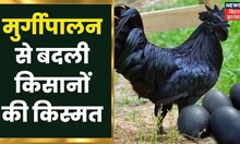 कड़कनाथ मुर्गापालन से युवा किसान कमा रहे हैं अच्छा मुनाफ़ा | Latest Hindi News | Annadata Hindi Show